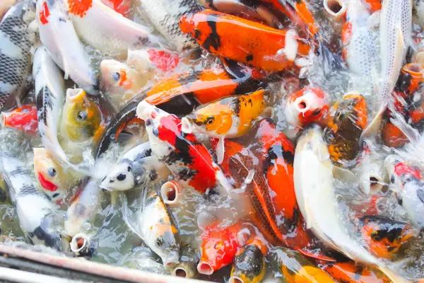 Koi balığının çeşitli renkleri