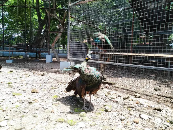 Kafesinde güneşlenen yeşil bir tavus kuşu