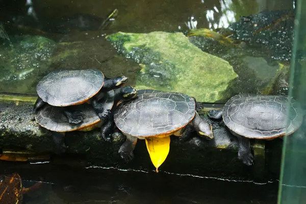 Kısa boyunlu kaplumbağalar Endonezya ve Papua Yeni Gine 'ye özgüdür..