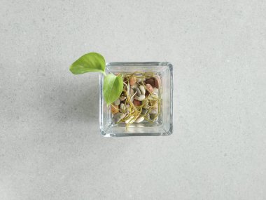 Cam ve taş kaplarda bitkiler