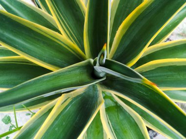 Çeşitli şekillerde bitki resimleri.