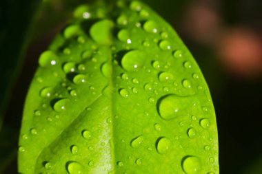 Yağmur suyuna maruz kalmış taze yapraklar.