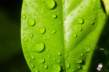 Yağmur suyuna maruz kalmış taze yapraklar.