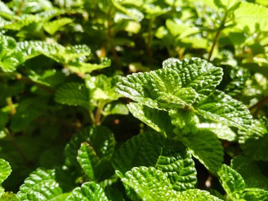 Doku arka planına sahip doğal yeşil yapraklar