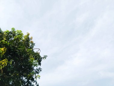 Gökyüzü arka planına sahip taze yeşil ağaç