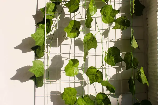 Beyaz duvarda yaprak süslemesi