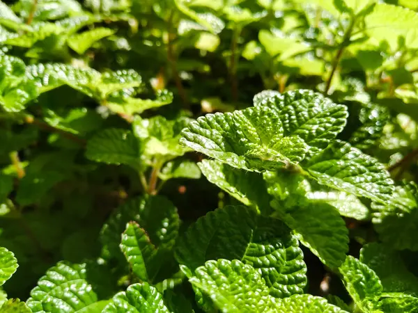 Doku arka planına sahip doğal yeşil yapraklar