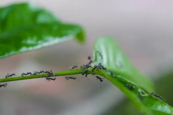Yaprak sapları üzerinde siyah karıncalar