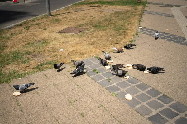 Bir sürü güvercin ekmek dilimlerini karıştırıyor.