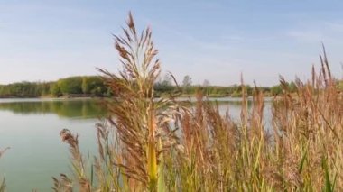 Dry reeds blown by the wind at a fishing lake