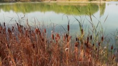 Short red looking reeds at a lakeside