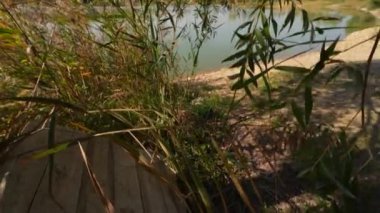 Pulling away to reveal a lake behind reeds bushes trees and plants