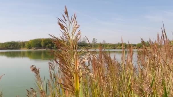 Dry Reeds Blown Wind Fishing Lake — Stok video