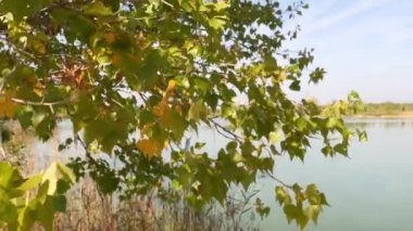 Tree branches hanging next to a fishing lake