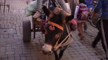 Donkey hauling a market cart in a narrow street