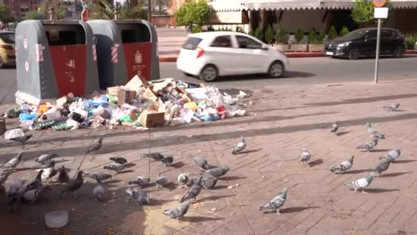 Lots Pigeons Picking Rubbish Dump Getting Scared — Vídeo de Stock