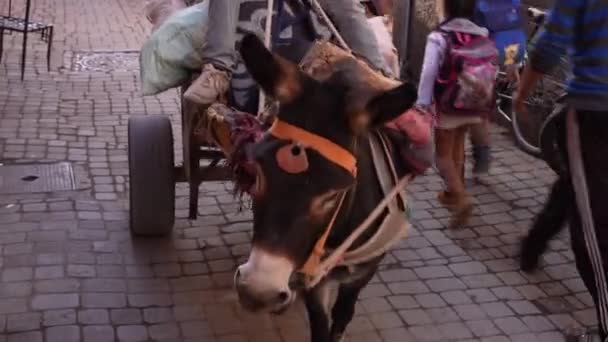 Donkey Hauling Market Cart Narrow Street — Vídeo de Stock