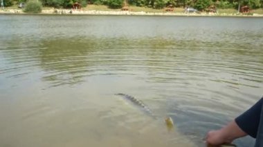 Fish with a long body swimming away