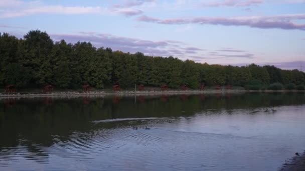 Ducks Slowly Swimming Pond Sunset — Video