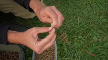 Putting bait on the hook for carp fishing