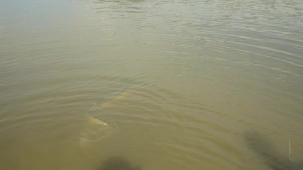 Fish Getting Released Back Lake — Stockvideo