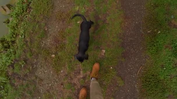 Playful Puppy Cameraman Showing Lake — Stok video