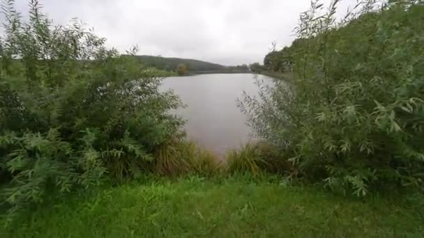 Fishing Lake View Reeds Plants — Video