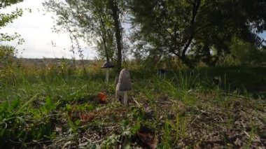 Going around mushrooms in the green grass