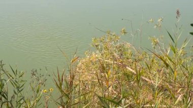 Seeds falling in the lake as wind gently blowing reeds