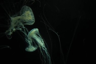 Jellyfish anatomy in front of a black background