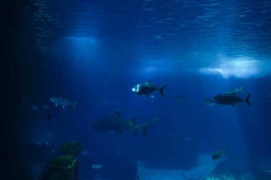 Lot of sea fish swimming underwater