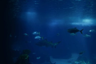 Bir akvaryum içinde yüzme balık