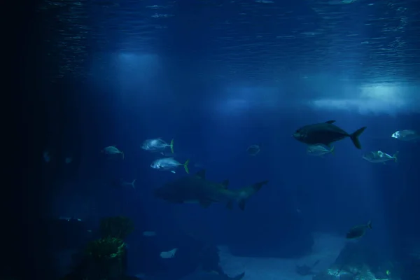 Bir akvaryum içinde yüzme balık