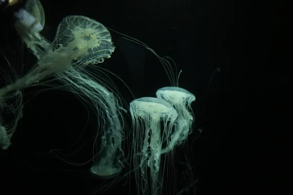 Medusa swimming and swinging in front of black background