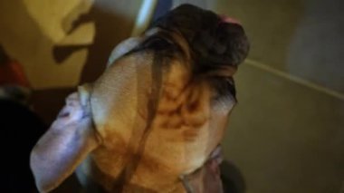 Garip köpek yalama ve kafa sallama. Yüksek kaliteli FullHD görüntüler