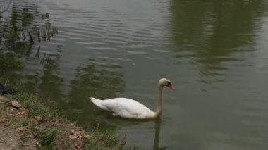 Kuğu kıyıya yakın bir gölde yüzüyor. Yüksek kaliteli FullHD görüntüler