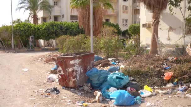 Herumstreunende Katzen Abfall Und Mülltonnen Ägypten Hochwertiges Fullhd Filmmaterial — Stockvideo