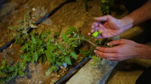 Χέρι Κηπουρού Που Δείχνει Ένα Πράσινο Φυτό Λαχανικών Υψηλής Ποιότητας — Αρχείο Βίντεο