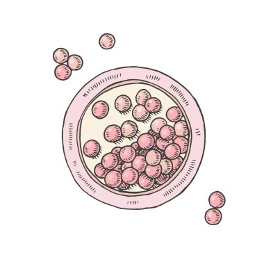Elle çizilmiş allık, taslak şeklinde toplar. Vektör makyaj kabartması