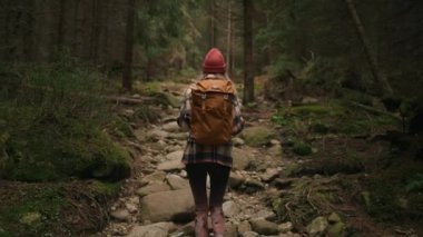 Back view of the young woman hiking in forest. Active healthy caucasian woman with backpack traking in wood. Female traveler walks along forest rear view. Leisure, bio-tourism, hiking concept