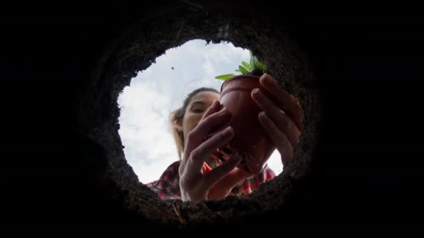 Female Gardener Planting Green View Underground High Quality Footage — Video