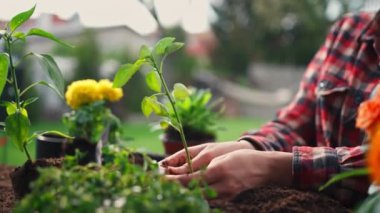 Close up view of the gardener woman planting flowers in the garden at sunny morning. Working in the organic vegetable garden concept