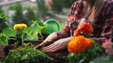 Cropped view of the woman working in the organic vegetable garden, taking care of young seedlings and transplanting young plants into the garden soil