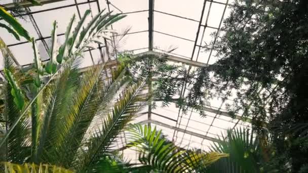 Vista Invernadero Tropical Con Plantas Siempreverdes Palmeras Lianas Día Soleado — Vídeo de stock