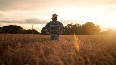 Buğday tarlasında dikilen ve ekilmiş mısır gevreğini inceleyen çiftçi. Profesyonel tarım uzmanları kendi tarlalarını inceliyor altın günbatımında arpa dikenlerini gözlemliyor. Tarım sektörü hasat kavramı