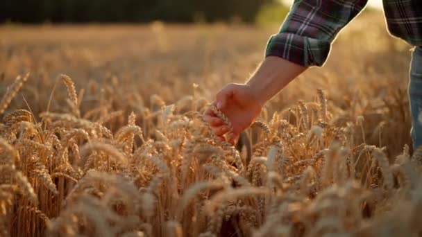 Close View Unknown Farmer Touching Wheat Ear Palm Hand Cinematic — Vídeo de stock