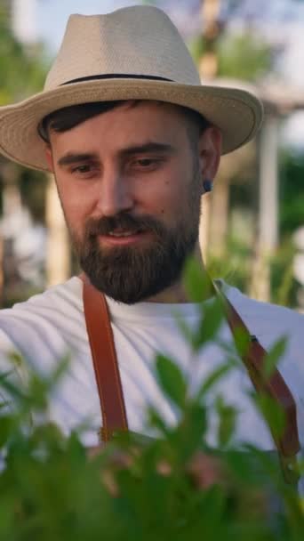 Bearded Man Gardener Hat Carefully Taking Care Decorative Flowers Plants — Vídeos de Stock