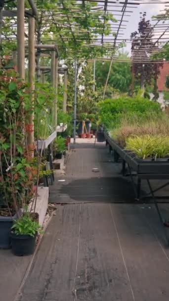 Motion Camera View Green Plants Growing Modern Greenhouse Plantation Seedlings — Stockvideo