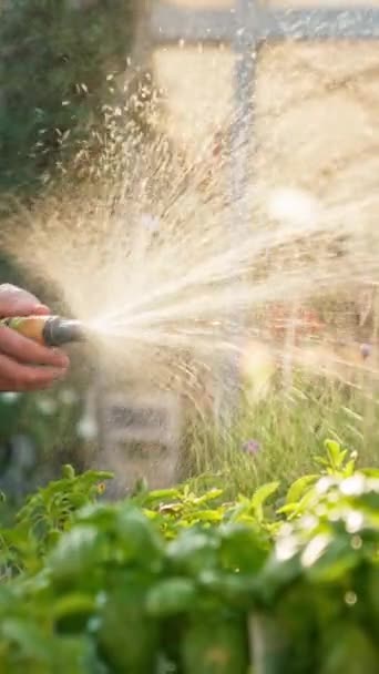 Close View Male Gardener Garden Centre Hand Hose Watering Vegetable — Stock Video