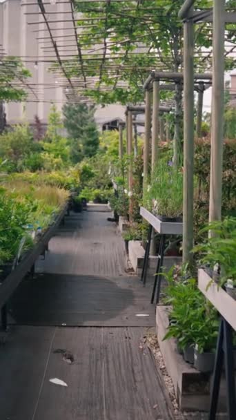 Green Plants Growing Modern Greenhouse Hydroponic Technology Closeup View Plantation — Stockvideo